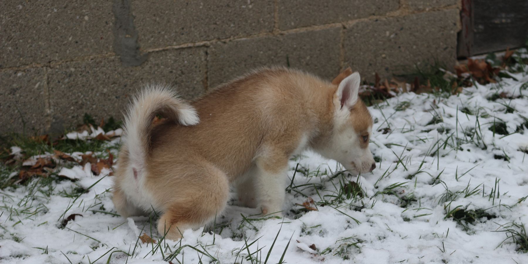 Fostering Self-Assured Behavior in Your Young Canine