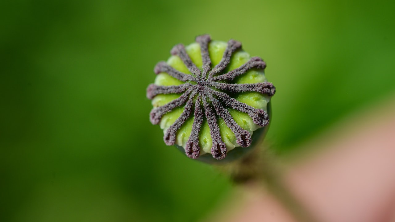 How Do Disposable Pod Systems Contribute To Harm Reduction?