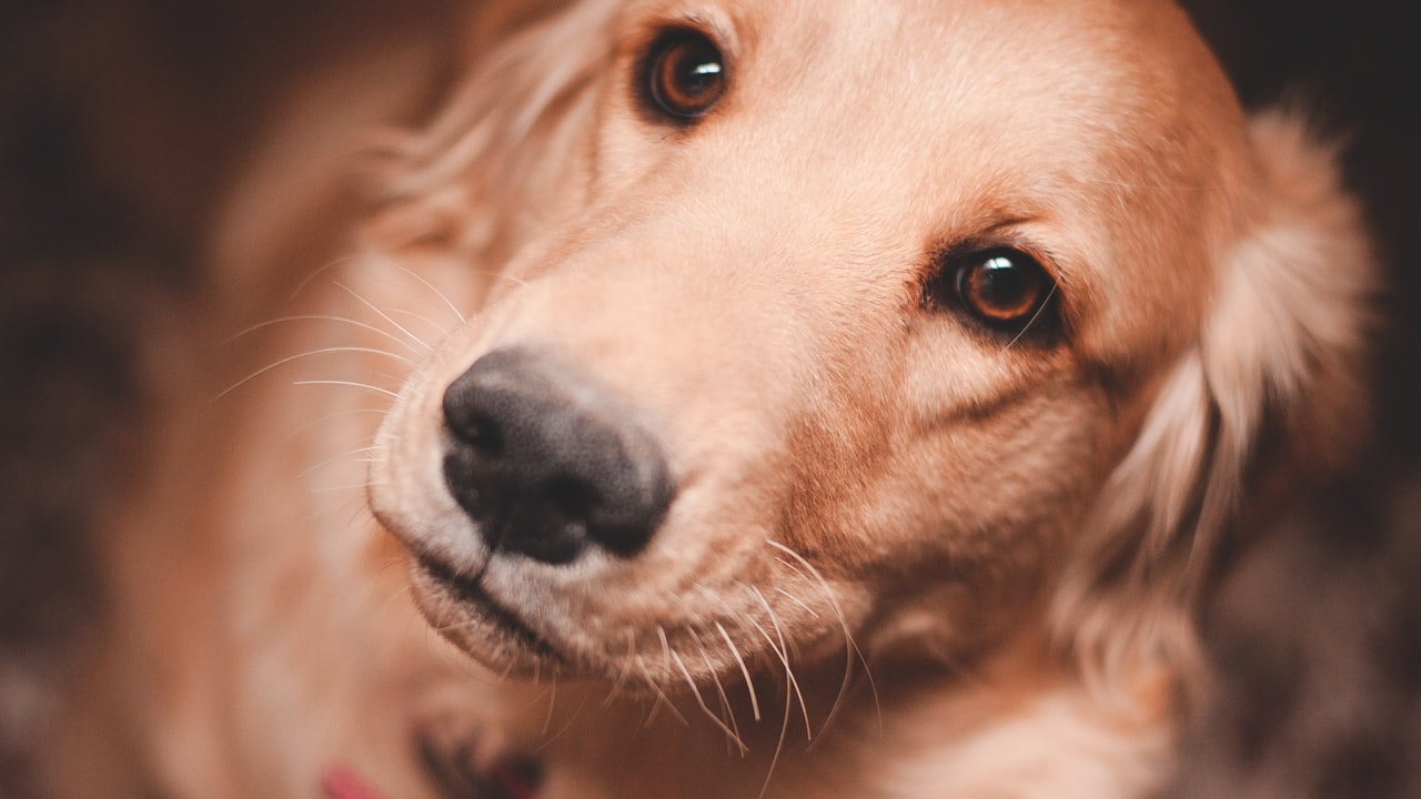 Why Your Dog's Breath Smells Bad and What to Do About It